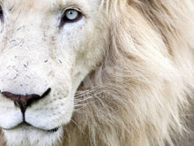 Load image into Gallery viewer, Full Frame Close Up Portrait of a Male White Lion with Blue Eyes. South Africa.