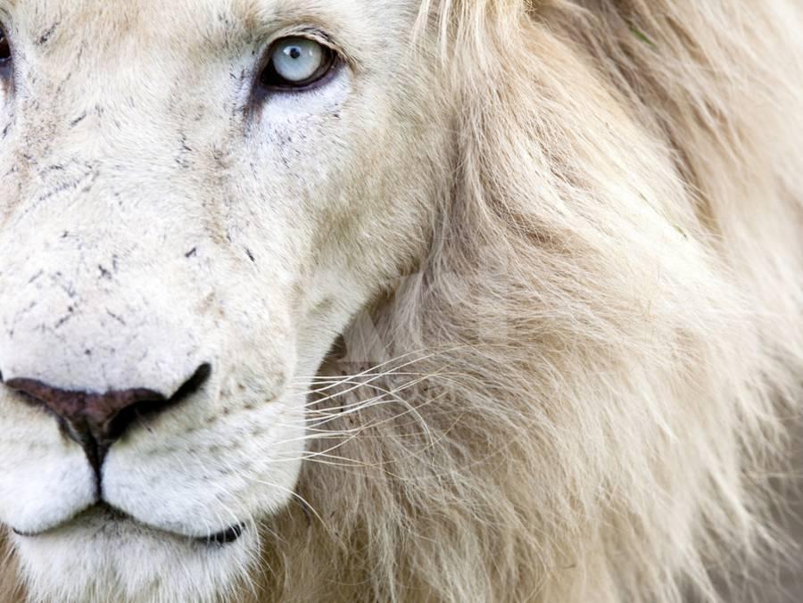 Full Frame Close Up Portrait of a Male White Lion with Blue Eyes. South Africa.