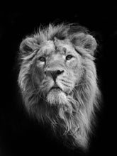 Load image into Gallery viewer, The King (Asiatic Lion)